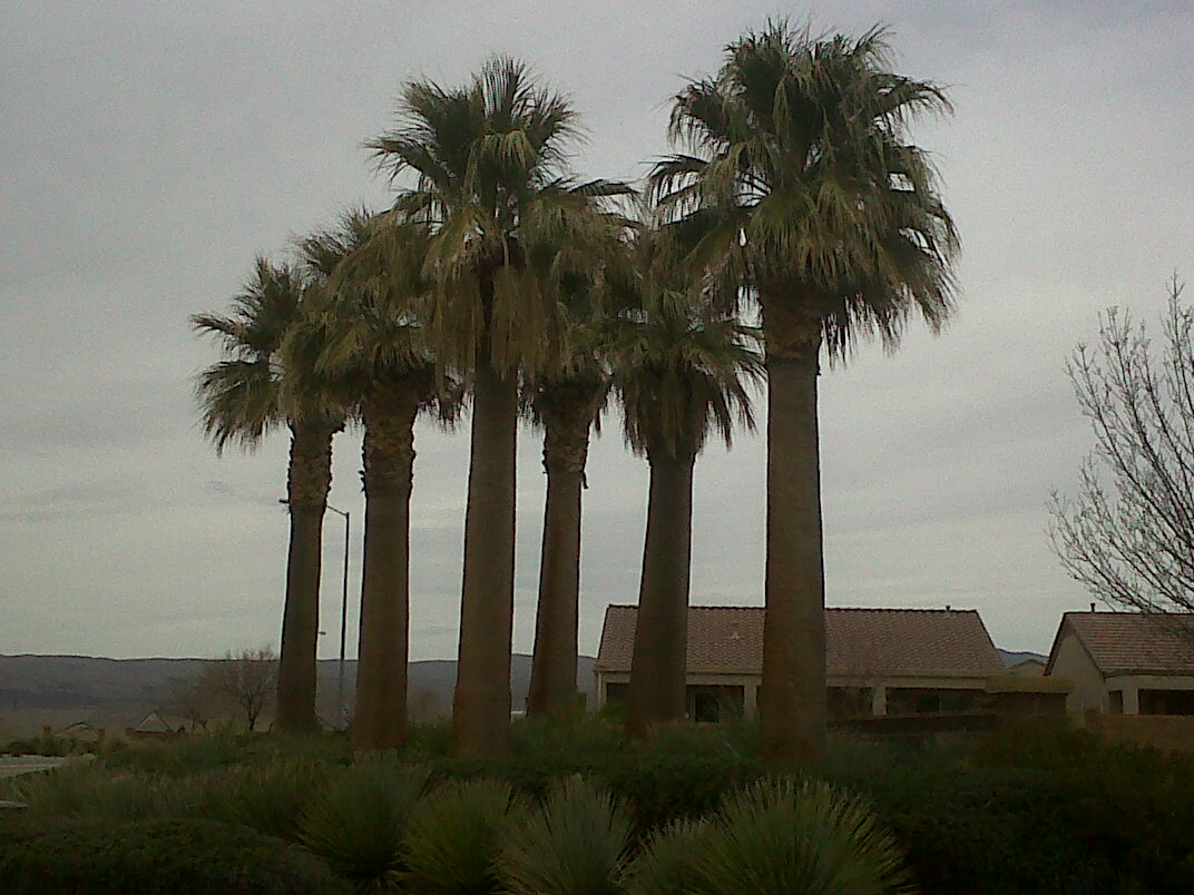 Palms in Utah? Yes! DISCUSSING PALM TREES WORLDWIDE PalmTalk